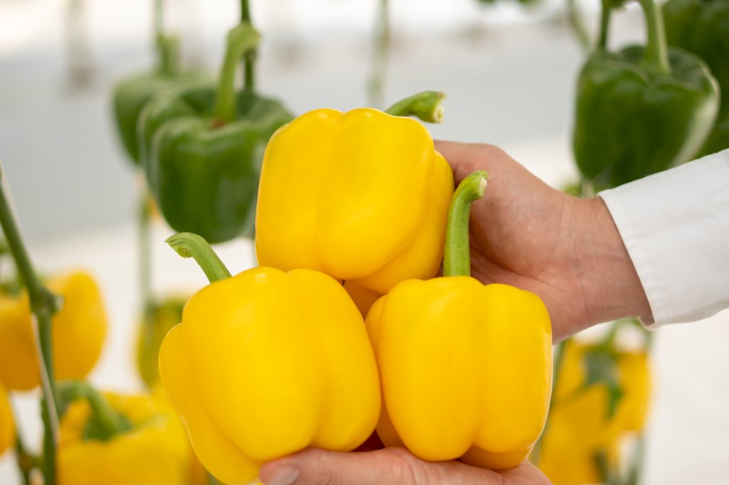 AWAKINO F1