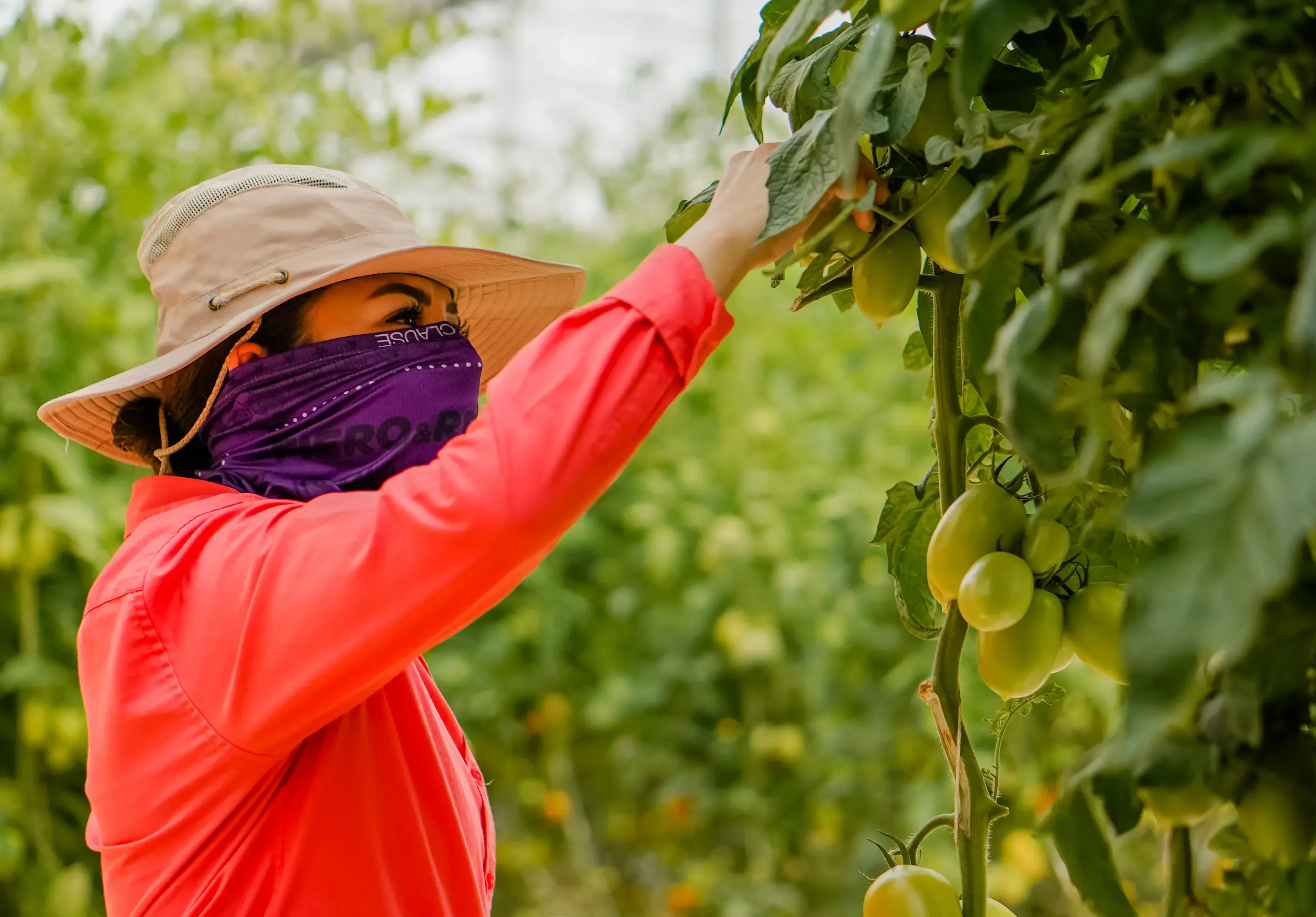 mujer en invernadero de tomates