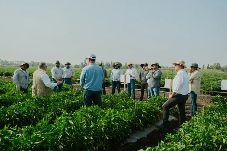 Charla entre hombre en medio de campo de chiles 