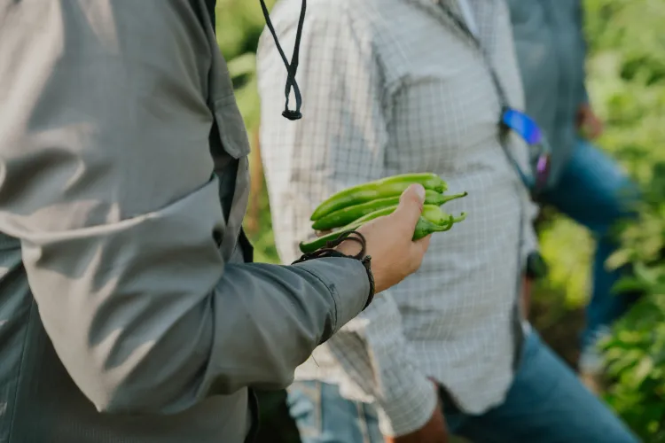Mano de hombre en campo sosteniendo chiles