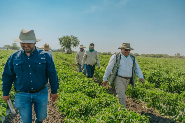 Hombres recorriendo cultivo de chiles 