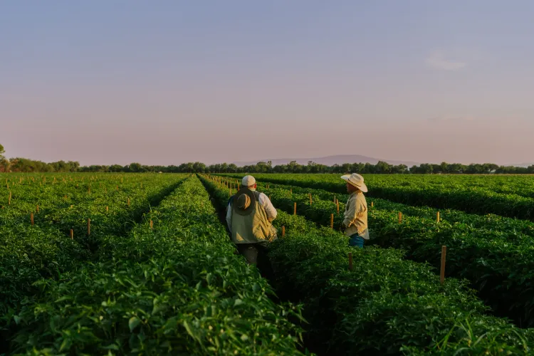 Dos hombres en campo de cultivo de chiles al atardecer