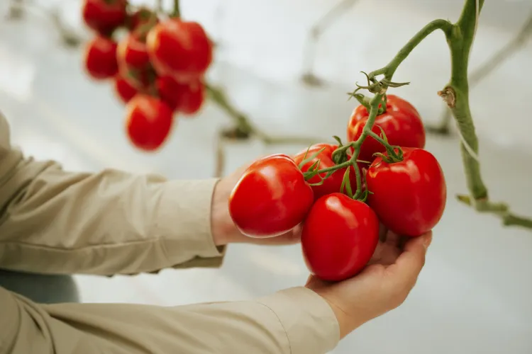 Racimo de tomates rojos brillantes sostenidos por manos