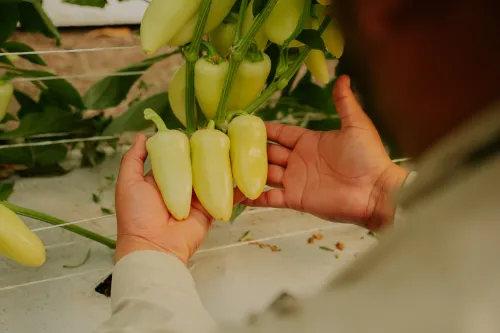 Tres chiles gueritos sostenidos por manos