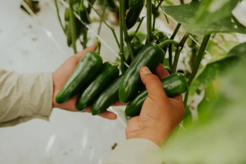 Varios chiles jalapeños en mano