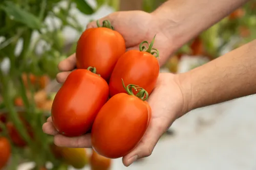 Cuatro tomates brillantes sostenidos por manos