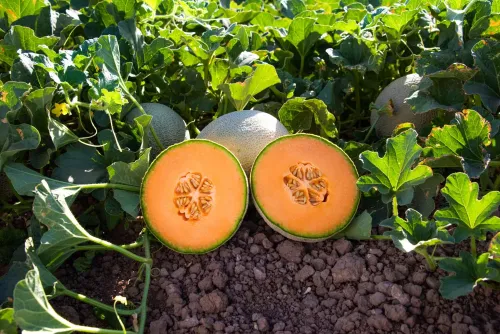 Dos melones al centro en el campo